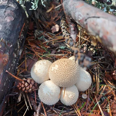 Casa de Férias Casa El Arrebol Rural, Piscina Climatizada