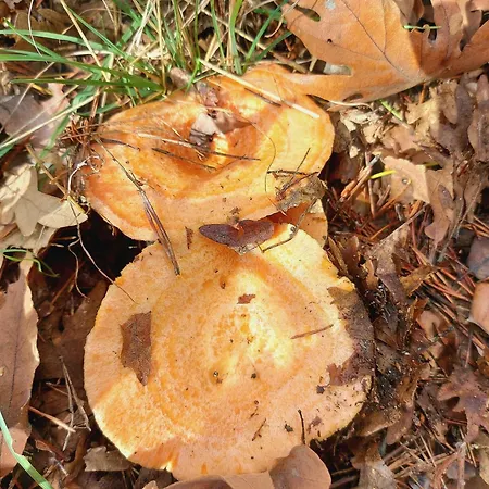 Casa de Férias Casa El Arrebol Rural, Piscina Climatizada *