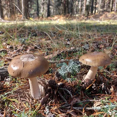 Holiday home Casa El Arrebol Rural, Piscina Climatizada Los Angeles de San Rafael