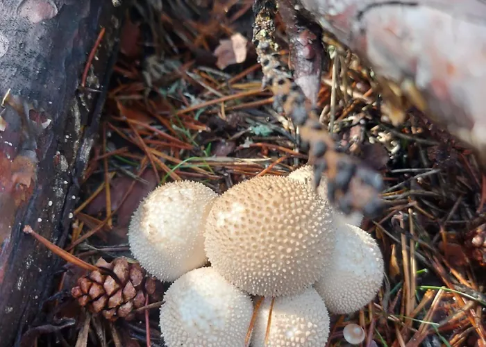 펜션 Casa El Arrebol Rural, Piscina Climatizada