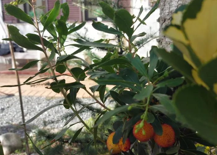 Casa El Arrebol Rural, Piscina Climatizada 펜션 *