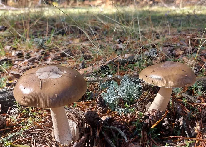 펜션 Casa El Arrebol Rural, Piscina Climatizada Los Ángeles de San Rafael